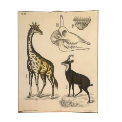 Gammaldags skolaffisch med giraff