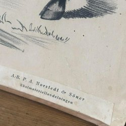 gammal skolaffisch giraff