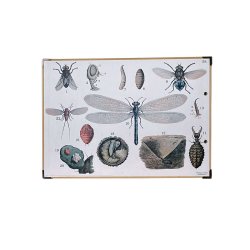 skolaffisch insekter