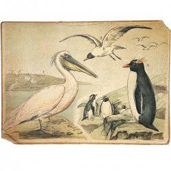 Skolplansch fåglar