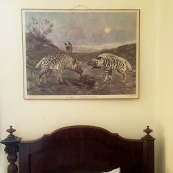 skolaffisch hyena