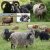 isländska fårskinn