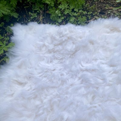 Fårskinn vitt med kort ull 100cm närbild