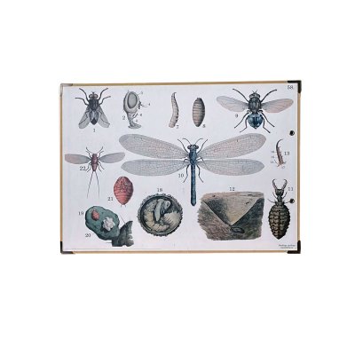 skolaffisch insekter